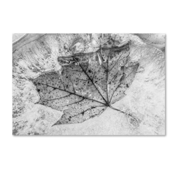 Jason Shaffer 'Encased in Ice' Canvas Art, 16x24, Trademark Fine Art, Mfr#: JS0043-C1624GG
